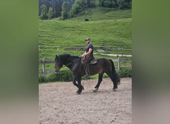 Południowoniemiecki koń zimnokrwisty, Wałach, 13 lat, 170 cm, Gniada