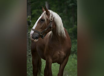 Południowoniemiecki koń zimnokrwisty, Wałach, 14 lat, 168 cm, Kasztanowata