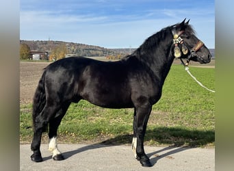 Południowoniemiecki koń zimnokrwisty, Wałach, 2 lat, 164 cm, Kara