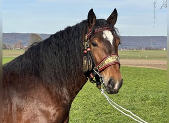 Południowoniemiecki koń zimnokrwisty, Wałach, 2 lat, 165 cm, Ciemnogniada