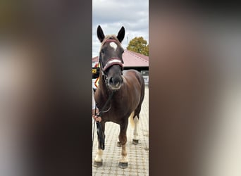 Południowoniemiecki koń zimnokrwisty, Wałach, 2 lat, 165 cm, Kasztanowata
