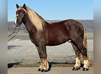 Południowoniemiecki koń zimnokrwisty, Wałach, 3 lat, 160 cm, Ciemnokasztanowata