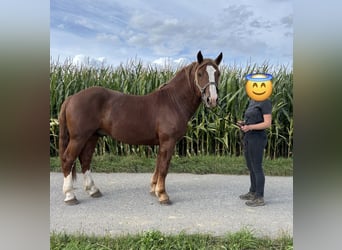 Południowoniemiecki koń zimnokrwisty, Wałach, 3 lat, 165 cm, Kasztanowata