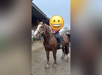 Południowoniemiecki koń zimnokrwisty, Wałach, 3 lat, 165 cm, Kasztanowata