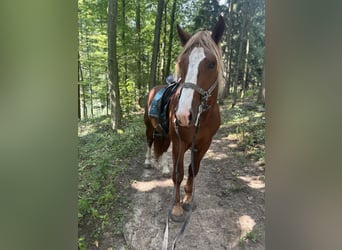 Południowoniemiecki koń zimnokrwisty, Wałach, 3 lat, 165 cm, Kasztanowata