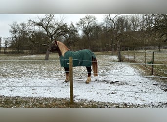 Południowoniemiecki koń zimnokrwisty, Wałach, 4 lat, 160 cm, Ciemnokasztanowata