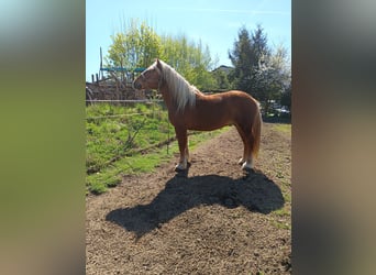 Południowoniemiecki koń zimnokrwisty, Wałach, 5 lat, 170 cm, Kasztanowata