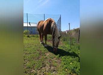 Południowoniemiecki koń zimnokrwisty, Wałach, 5 lat, 170 cm, Kasztanowata