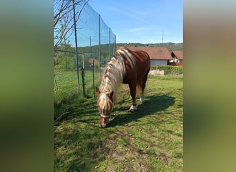 Południowoniemiecki koń zimnokrwisty, Wałach, 5 lat, 170 cm, Kasztanowata