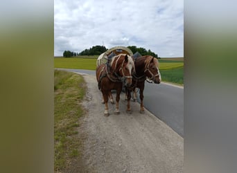 Południowoniemiecki koń zimnokrwisty, Wałach, 5 lat, 170 cm, Kasztanowata