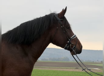 Południowoniemiecki koń zimnokrwisty, Wałach, 6 lat, 164 cm, Gniada