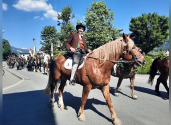 Południowoniemiecki koń zimnokrwisty, Wałach, 6 lat, 173 cm, Kasztanowata