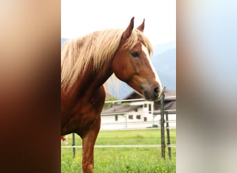 Południowoniemiecki koń zimnokrwisty, Wałach, 6 lat, 173 cm, Kasztanowata