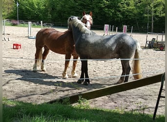 Południowoniemiecki koń zimnokrwisty, Wałach, 7 lat, 160 cm, Ciemnokasztanowata