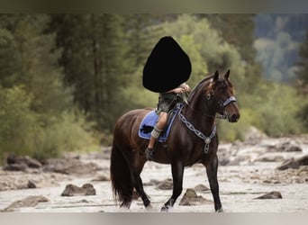 Południowoniemiecki koń zimnokrwisty, Wałach, 8 lat, 165 cm, Ciemnogniada