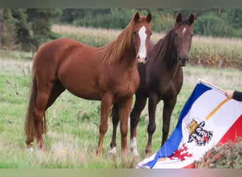 Pozostałe rasy, Klacz, 10 lat, 150 cm, Kasztanowata