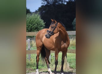Pozostałe rasy, Klacz, 10 lat, 160 cm, Gniada