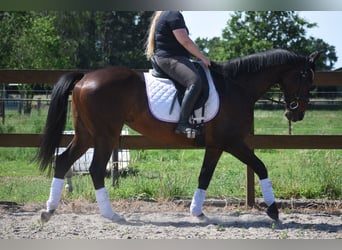 Pozostałe rasy, Klacz, 10 lat, 160 cm