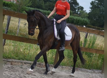 Pozostałe rasy, Klacz, 10 lat, 160 cm