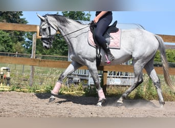 Pozostałe rasy, Klacz, 10 lat, 163 cm, Siwa