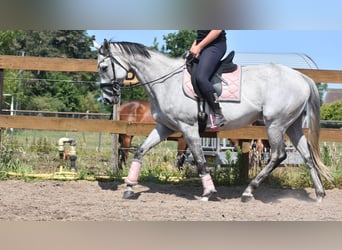 Pozostałe rasy, Klacz, 10 lat, 163 cm, Siwa
