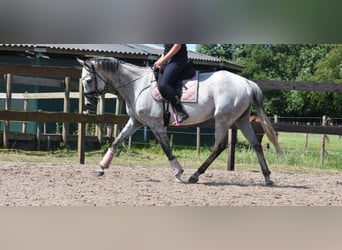 Pozostałe rasy, Klacz, 10 lat, 163 cm, Siwa