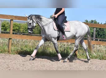 Pozostałe rasy, Klacz, 10 lat, 163 cm, Siwa
