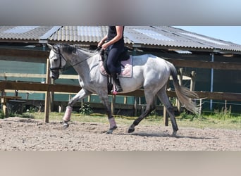 Pozostałe rasy, Klacz, 10 lat, 163 cm, Siwa