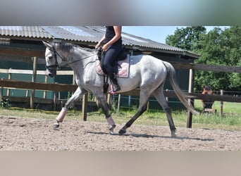 Pozostałe rasy, Klacz, 10 lat, 163 cm, Siwa
