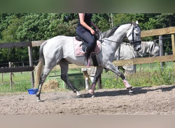 Pozostałe rasy, Klacz, 10 lat, 163 cm, Siwa