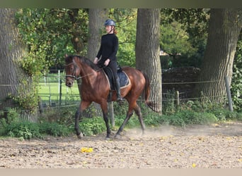 Pozostałe rasy, Klacz, 10 lat, 164 cm, Gniada
