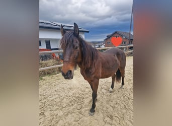 Pozostałe rasy Mix, Klacz, 11 lat, 140 cm, Gniada