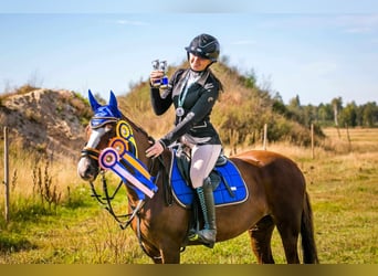 Pozostałe rasy, Klacz, 11 lat, 140 cm