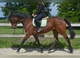 Pozostałe rasy, Klacz, 11 lat, 164 cm, Gniada