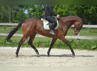 Pozostałe rasy, Klacz, 11 lat, 164 cm, Gniada
