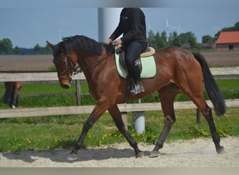 Pozostałe rasy, Klacz, 11 lat, 164 cm, Gniada