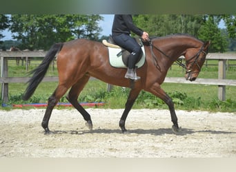 Pozostałe rasy, Klacz, 11 lat, 164 cm, Gniada