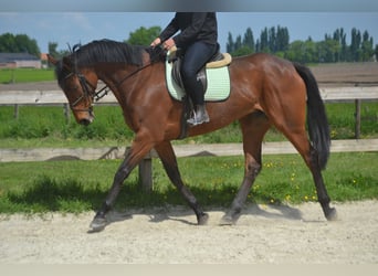 Pozostałe rasy, Klacz, 11 lat, 164 cm, Gniada