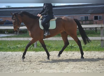 Pozostałe rasy, Klacz, 11 lat, 164 cm, Gniada