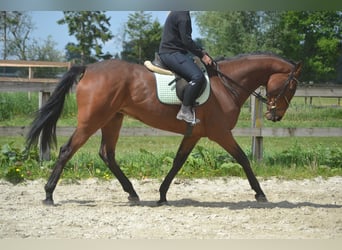 Pozostałe rasy, Klacz, 11 lat, 164 cm, Gniada
