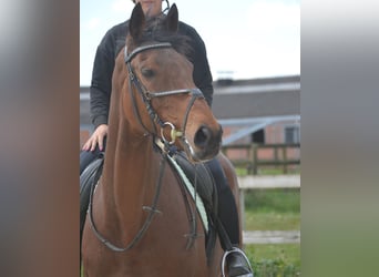 Pozostałe rasy, Klacz, 11 lat, 164 cm, Gniada