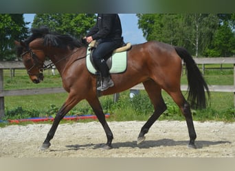 Pozostałe rasy, Klacz, 11 lat, 164 cm, Gniada