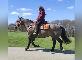 Pozostałe rasy, Klacz, 11 lat, 164 cm, Grullo