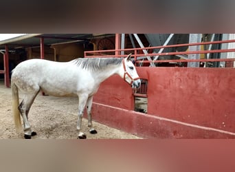 Pozostałe rasy Mix, Klacz, 11 lat, 165 cm, Siwa