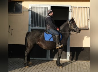 Pozostałe rasy Mix, Klacz, 12 lat, 145 cm, Karosiwa