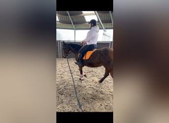 Pozostałe rasy, Klacz, 12 lat, 160 cm