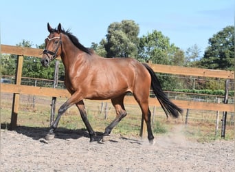 Pozostałe rasy, Klacz, 12 lat, 162 cm, Gniada