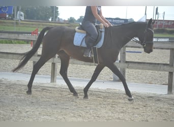 Pozostałe rasy, Klacz, 12 lat, 164 cm, Skarogniada