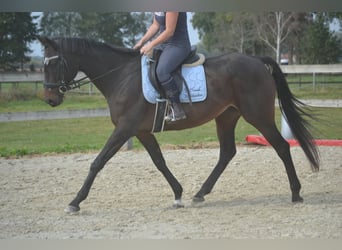 Pozostałe rasy, Klacz, 12 lat, 164 cm, Skarogniada