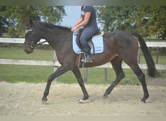 Pozostałe rasy, Klacz, 12 lat, 164 cm, Skarogniada